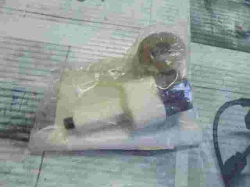 Interruptor de la luz de freno Toyota Avensis II Corolla Celica Aygo 8434009030