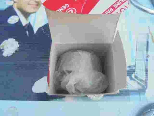 Tendicinghia Toyota Avensis T22 Corolla E10 Carina E 1350515050 13505-15050